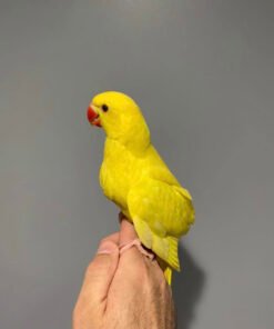 Yellow Ringneck Parrot