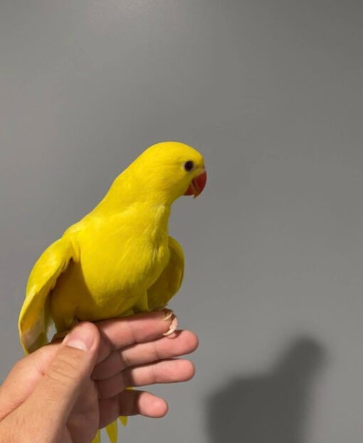Indian Ringneck Parrot For Sale
