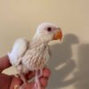 Ringneck Parrots For Sale