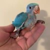 Blue Ringneck Parrot