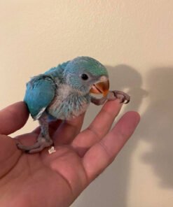 Blue Ringneck Parrot