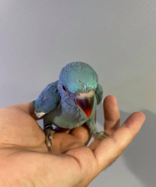 Blue Indian Ringneck Parrot