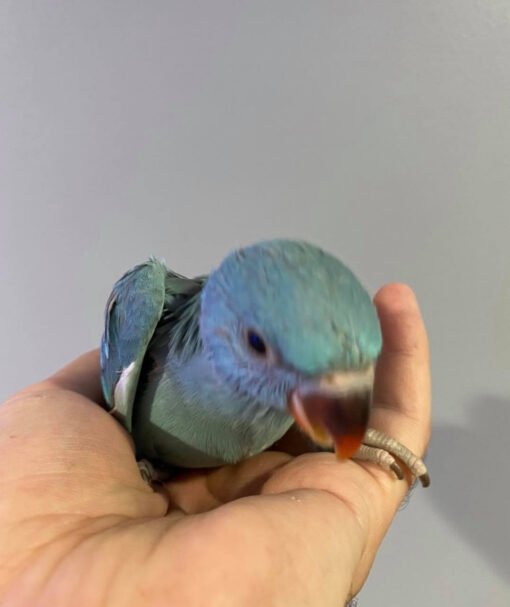 Male Blue Indian Ringneck Parrot