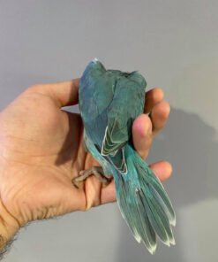 Female Blue Indian Ringneck Parrot