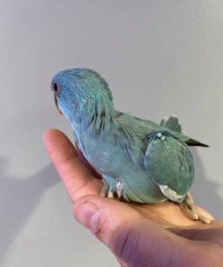Blue Indian Ringneck Parrot