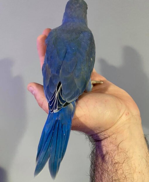 Violet Indian Ringneck Parrot