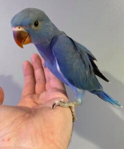 Violet Indian Ringneck Parakeet