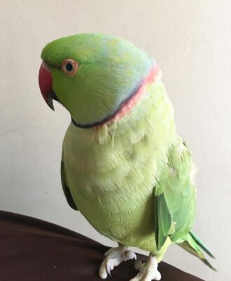 Colors of Indian ringneck parrots