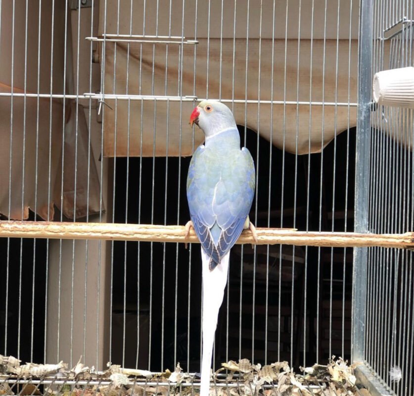 Colors of Indian ringneck parrots