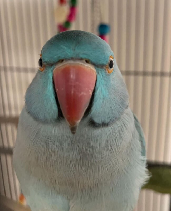 Colors of Indian ringneck parrots