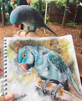 Blue Ringneck parakeet