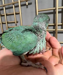 Turquoise Indian Ringneck for sale