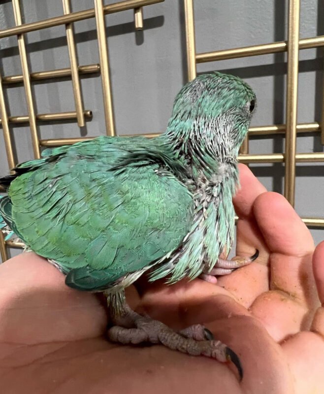 Turquoise Ringneck Parrots