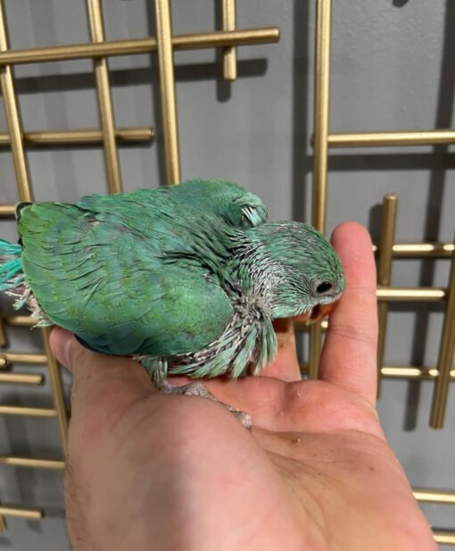 Turquoise Ringneck for sale
