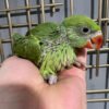 Baby Green Indian Ringneck