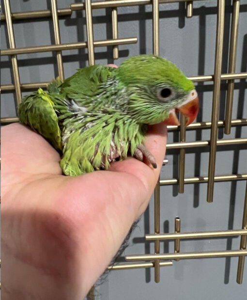 Green ringneck parrot for sale