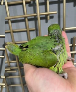 Green ringneck parrot for sale
