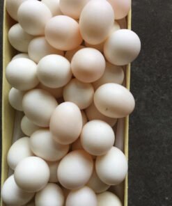 Indian Ringneck Parrot Eggs