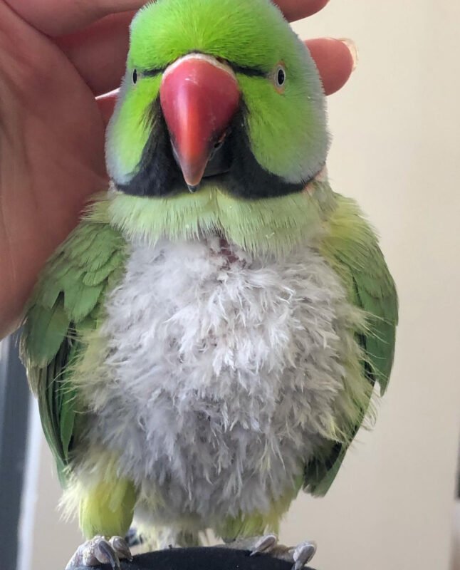 Green Indian Ringneck Parrots Available For Sale