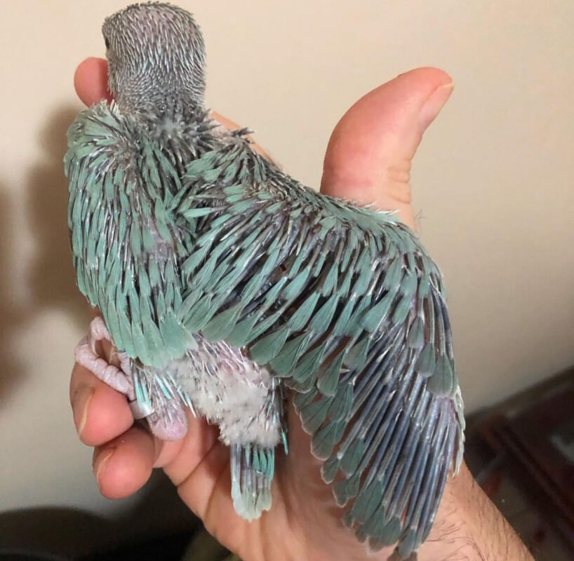 Turqouise Ringneck Parrots Available For Sale