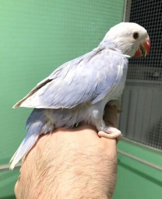 Indian Ringneck Parrot For Sale